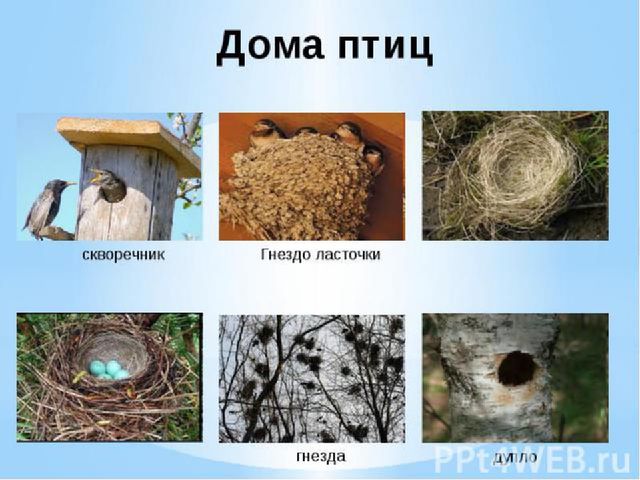 Презентация к занятию "День птиц"