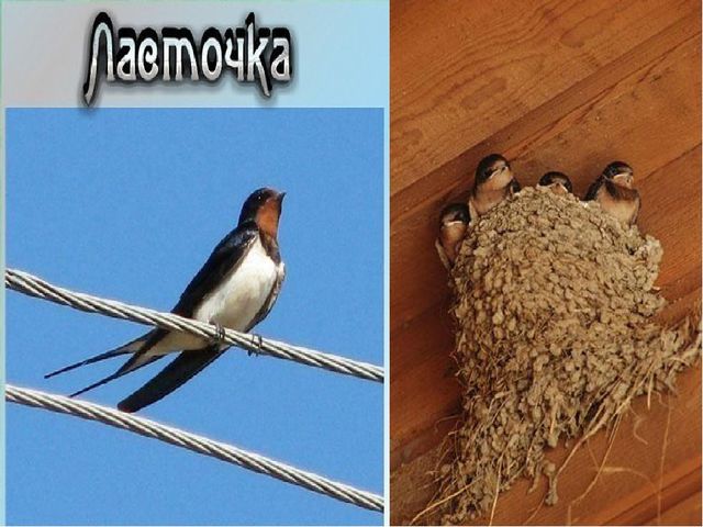 Презентация к занятию "День птиц"