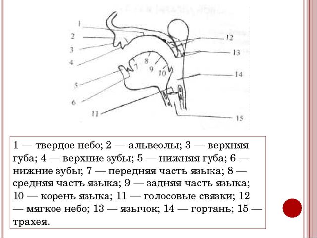 Презентация для педагогов ДОУ "Техника речи"