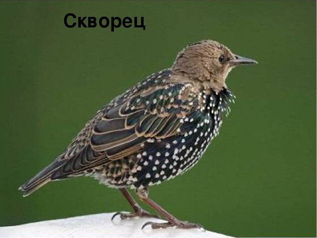 Презентация на тему: «Весна. Признаки весны» в рамках образовательной области «Речевое развитие»