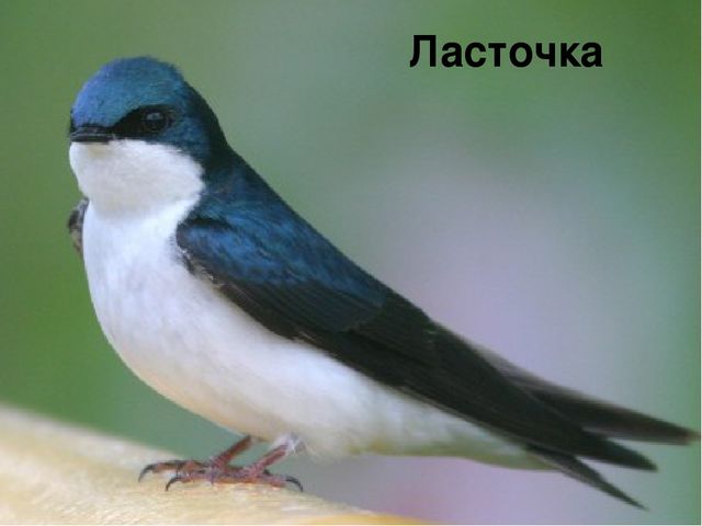 Презентация на тему: «Весна. Признаки весны» в рамках образовательной области «Речевое развитие»
