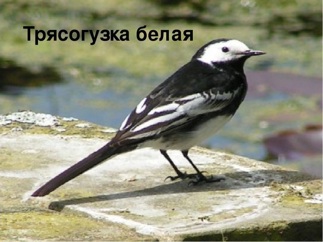 Презентация на тему: «Весна. Признаки весны» в рамках образовательной области «Речевое развитие»