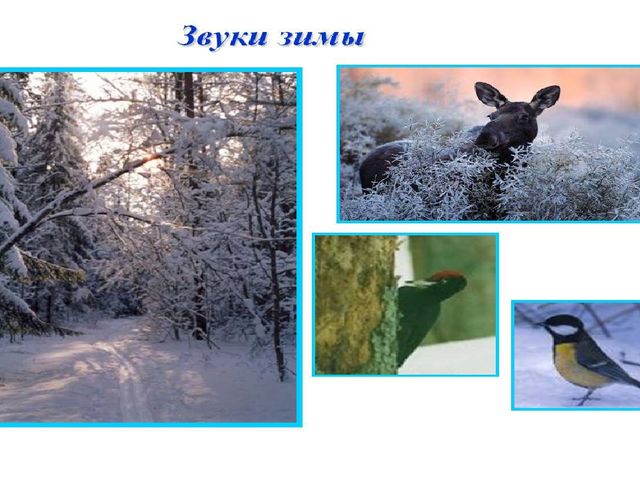 Презентация к занятию на тему "Дикие животные наших лесов" в старшей группе