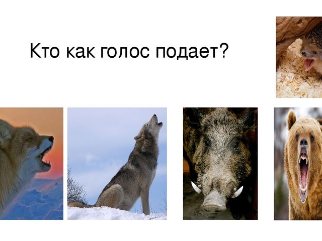 Презентация к занятию на тему "Дикие животные наших лесов" в старшей группе