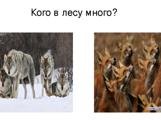 Презентация к занятию на тему "Дикие животные наших лесов" в старшей группе