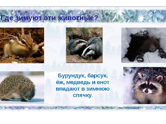 Презентация к занятию на тему "Дикие животные наших лесов" в старшей группе