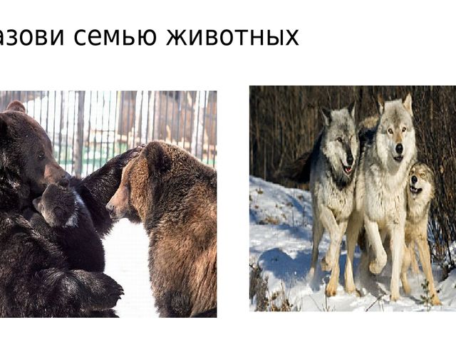Презентация к занятию на тему "Дикие животные наших лесов" в старшей группе