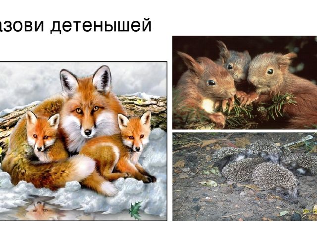 Презентация к занятию на тему "Дикие животные наших лесов" в старшей группе