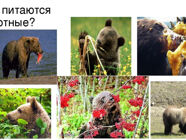 Презентация к занятию на тему "Дикие животные наших лесов" в старшей группе
