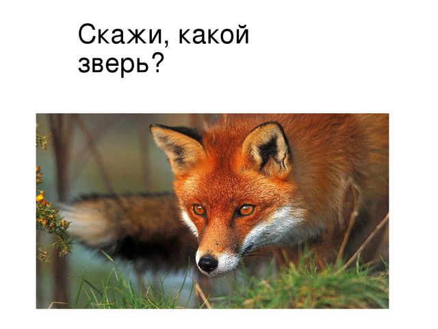 Презентация к занятию на тему "Дикие животные наших лесов" в старшей группе