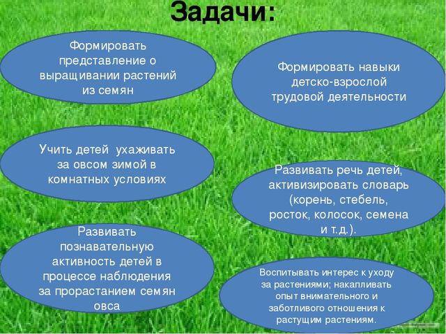 Презентация по результатам экологического проекта во 2 младшей группе "Посадили мы овес, будем ждать, чтоб он пророс"