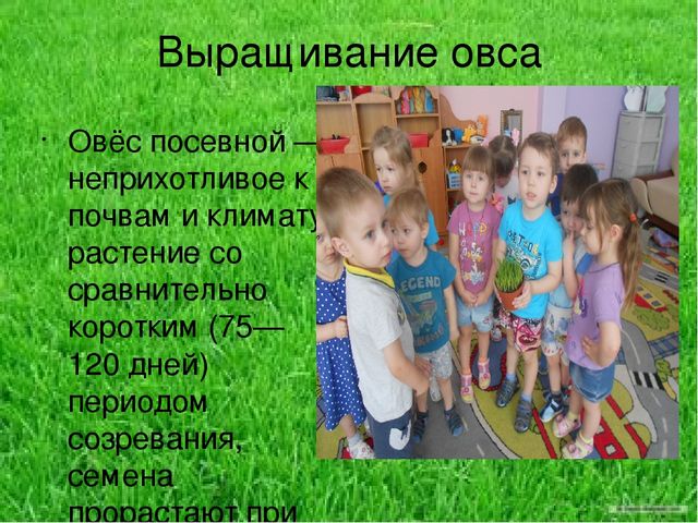 Презентация по результатам экологического проекта во 2 младшей группе "Посадили мы овес, будем ждать, чтоб он пророс"