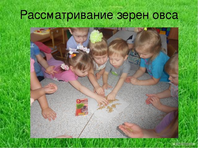 Презентация по результатам экологического проекта во 2 младшей группе "Посадили мы овес, будем ждать, чтоб он пророс"