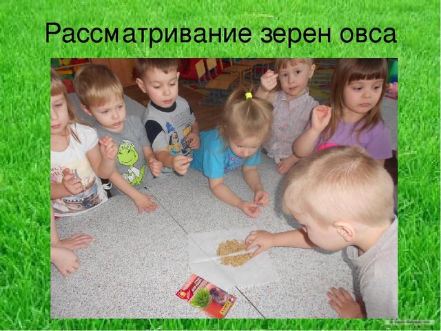 Презентация по результатам экологического проекта во 2 младшей группе "Посадили мы овес, будем ждать, чтоб он пророс"