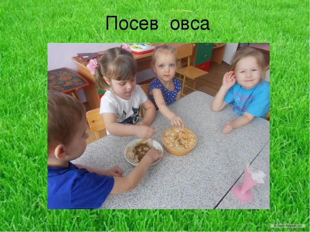 Презентация по результатам экологического проекта во 2 младшей группе "Посадили мы овес, будем ждать, чтоб он пророс"