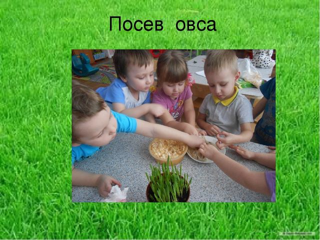 Презентация по результатам экологического проекта во 2 младшей группе "Посадили мы овес, будем ждать, чтоб он пророс"