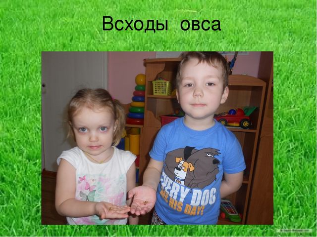 Презентация по результатам экологического проекта во 2 младшей группе "Посадили мы овес, будем ждать, чтоб он пророс"