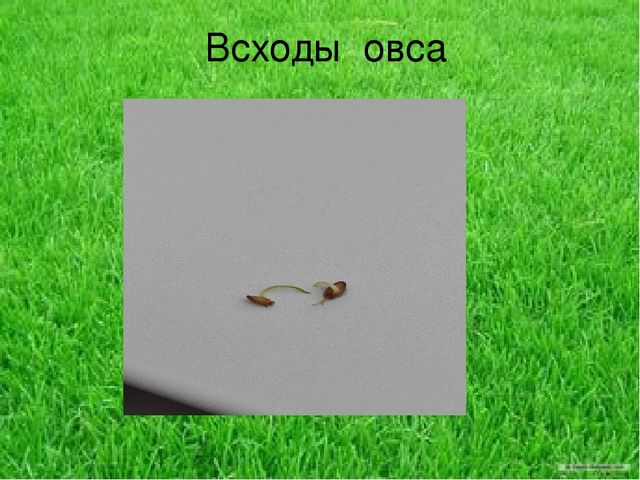 Презентация по результатам экологического проекта во 2 младшей группе "Посадили мы овес, будем ждать, чтоб он пророс"