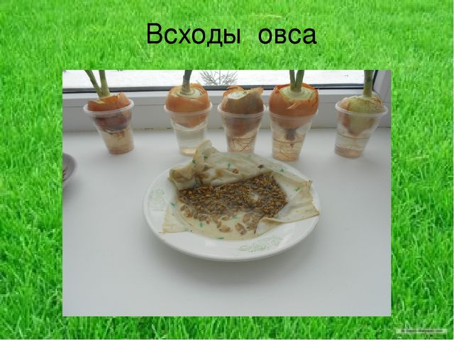 Презентация по результатам экологического проекта во 2 младшей группе "Посадили мы овес, будем ждать, чтоб он пророс"