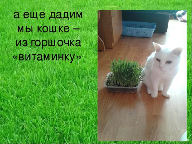 Презентация по результатам экологического проекта во 2 младшей группе "Посадили мы овес, будем ждать, чтоб он пророс"