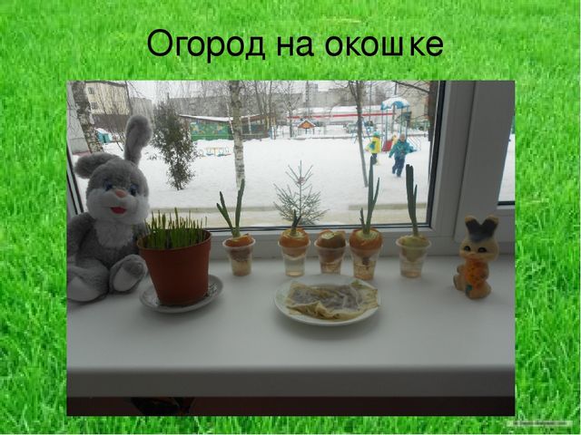 Презентация по результатам экологического проекта во 2 младшей группе "Посадили мы овес, будем ждать, чтоб он пророс"