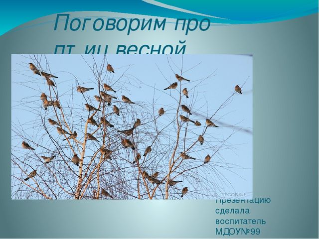 Презентация " Поговорим о птицах весной"