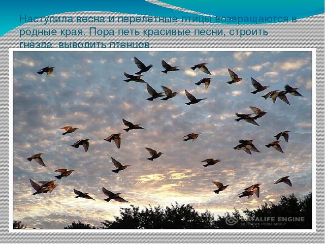 Презентация " Поговорим о птицах весной"