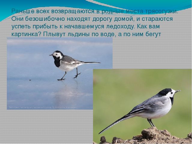 Презентация " Поговорим о птицах весной"