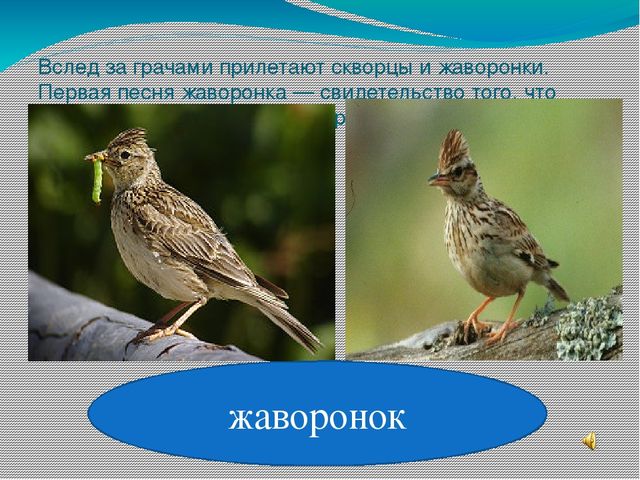 Презентация " Поговорим о птицах весной"