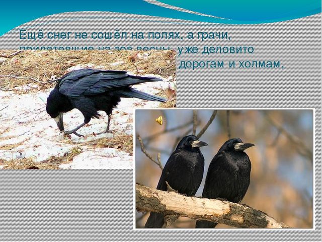 Презентация " Поговорим о птицах весной"