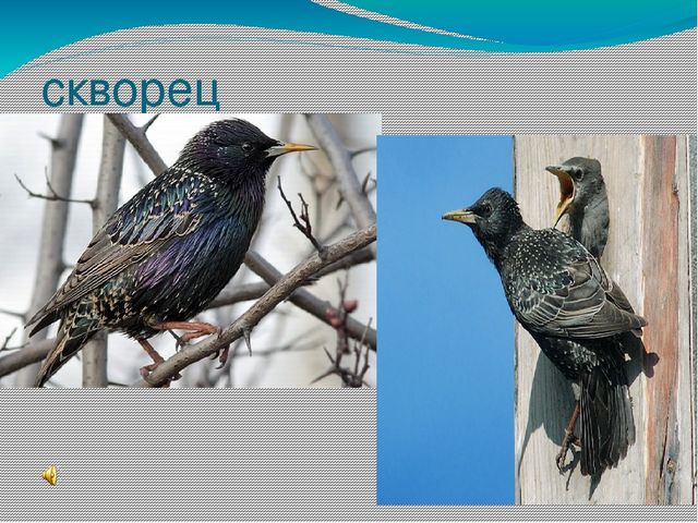 Презентация " Поговорим о птицах весной"