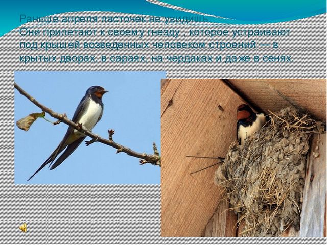 Презентация " Поговорим о птицах весной"