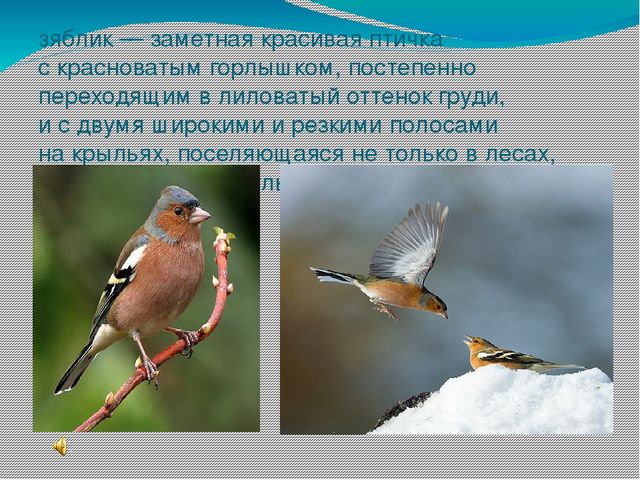 Презентация " Поговорим о птицах весной"