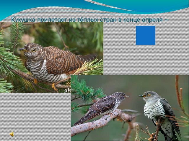 Презентация " Поговорим о птицах весной"