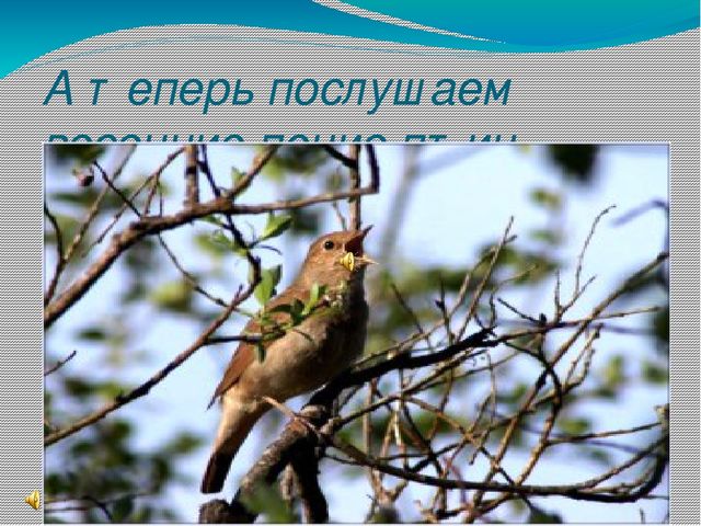 Презентация " Поговорим о птицах весной"