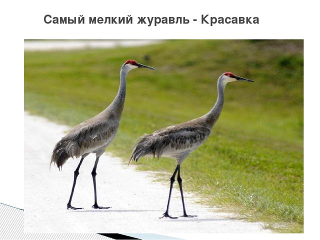 Презентация о журавлях к празднику "День птиц"
