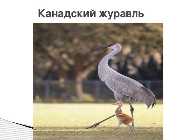 Презентация о журавлях к празднику "День птиц"