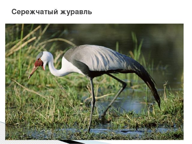 Презентация о журавлях к празднику "День птиц"