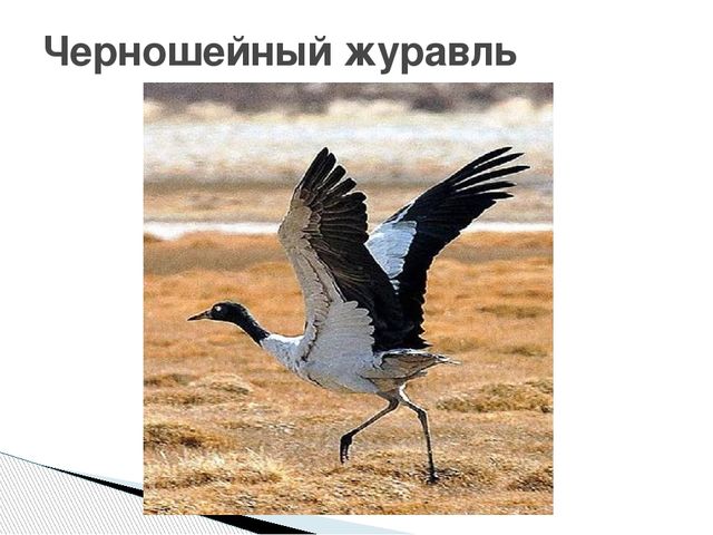 Презентация о журавлях к празднику "День птиц"