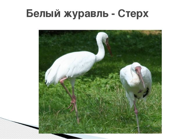 Презентация о журавлях к празднику "День птиц"