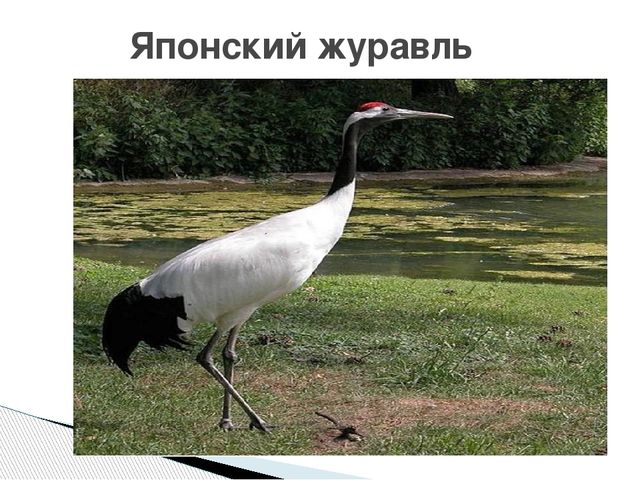 Презентация о журавлях к празднику "День птиц"