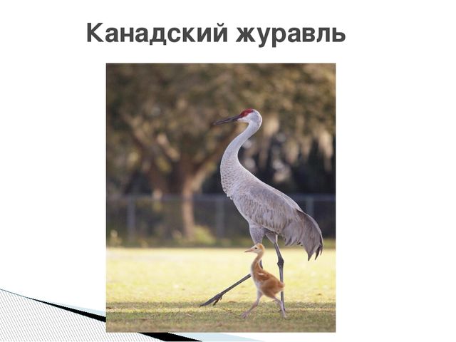 Презентация о журавлях к празднику "День птиц"