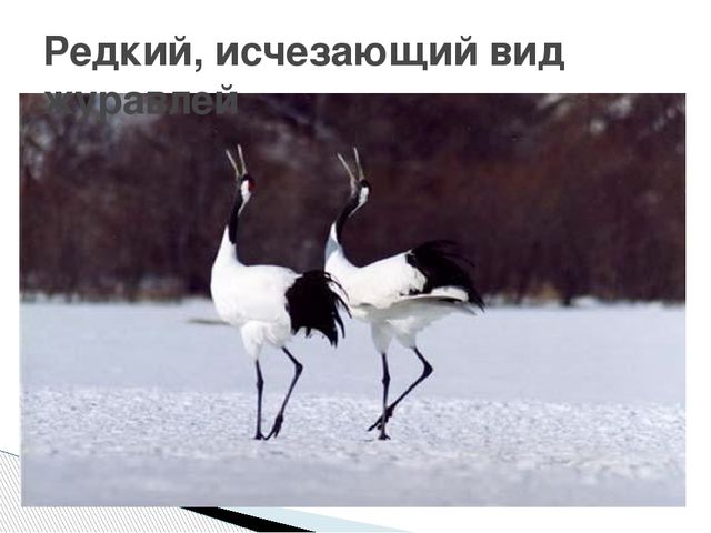 Презентация о журавлях к празднику "День птиц"