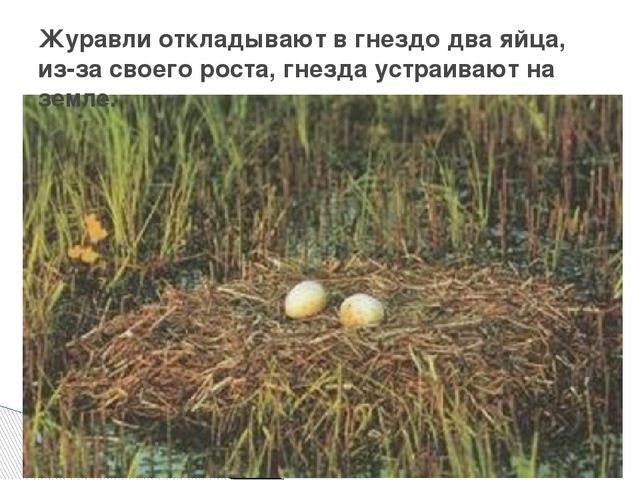 Презентация о журавлях к празднику "День птиц"