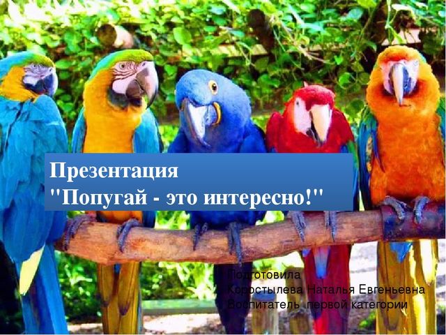 Презентация "Попугай -это интересно"