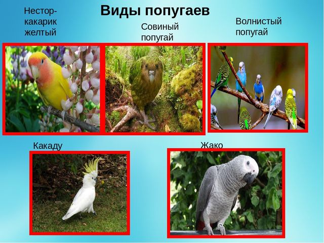 Презентация "Попугай -это интересно"