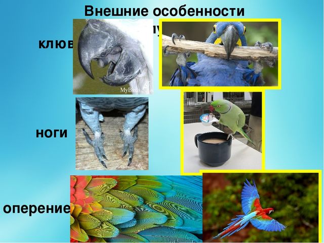 Презентация "Попугай -это интересно"