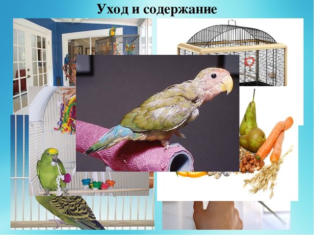 Презентация "Попугай -это интересно"