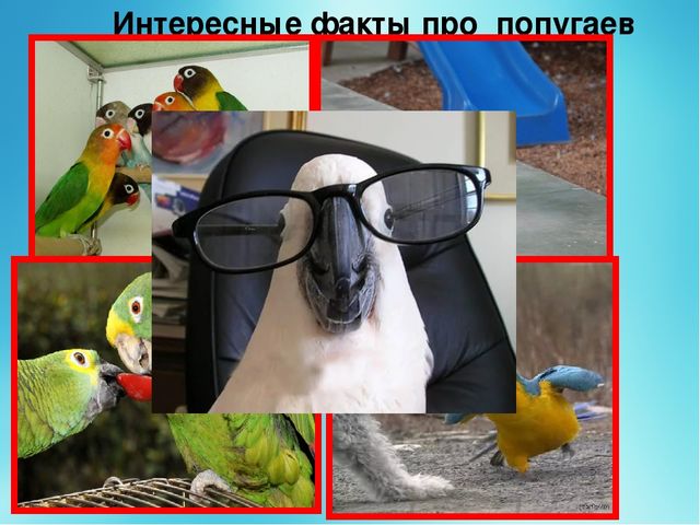 Презентация "Попугай -это интересно"