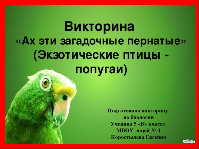 Викторина "Ах эти удивительные птицы" (Экзотические птицы-попугаи)